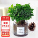 花行榜薄荷盆栽花卉綠植清新可食用薄荷葉植物薄荷+ins玻璃灰瓶源頭直發(fā)
