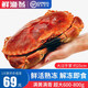 鮮漁翁 面包蟹生鮮熟凍英國超大即食螃蟹 海鮮水產(chǎn)特大母蟹黃金蟹 特大號(hào) 單只600g-800g 2只