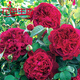 清韻伊人 月季花苗爬藤薔薇月季花樹(shù)陽(yáng)臺盆栽花卉庭院爬墻植物四季開(kāi)花 莎士比亞 中苗90-100厘米高