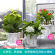 發(fā)財(cái)樹 辦公室內(nèi)陽臺(tái)好養(yǎng)綠植桌面小盆栽花卉組合套餐綠蘿甲醛水培綠植去除吸花卉多肉吊蘭發(fā)財(cái)樹富貴竹 【開花套餐】梔子花+長壽花+鐵海棠 帶盆栽好