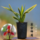 玫絢蘭花苗春蘭報(bào)歲 蘭東方神荷  帶斑藝 矮種蘭花濃香 帶盆發(fā)貨 東方神荷2苗原盆發(fā)貨 不含盆