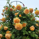 清韻伊人 月季花苗爬藤薔薇月季花樹(shù)陽(yáng)臺盆栽花卉庭院爬墻植物四季開(kāi)花 黃金慶典 中苗90-100厘米高