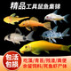瘋狂水草清潔魚(yú)活體魚(yú)缸除藻工具魚(yú)清道夫黑殼蝦同款淡水觀(guān)賞魚(yú)耐活 混養推薦【清潔+孔雀】（買(mǎi)16送4備損）