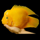 活體寵物熱帶觀賞魚黃鸚鵡黃金元寶黃財神發(fā)財魚中大型魚活體黃金鸚鵡包活 12-14cm黃財神幼崽1條