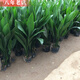 雅卉四季長(cháng)青室內客廳觀(guān)葉植物綠植盆景一葉蘭室內綠葉花卉盆栽 10棵苗 不含盆