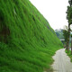 QCDD護(hù)坡固土草籽種子四季青耐寒矮草坪種孑山邊坡公路紫穗槐灌木植物 護(hù)坡高羊茅包衣凈籽混播/斤