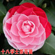 語安香妃山茶花苗盆栽五色赤丹花卉植物室內(nèi)好養(yǎng)杜鵑茶花樹苗四季開花 十八學士茶花苗 5年茶花苗當年開花