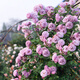薔薇花爬藤四季開花庭院藤本月季花苗大花爬墻植物花卉盆栽玫瑰 薰衣草花環(huán)(爬藤)包活保對版 中苗40-60cm【帶土球保濕發(fā)貨】