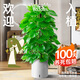 植男植女綠蘿柱室內(nèi)盆栽大型客廳落地好養(yǎng)辦公室長(zhǎng)藤繞樁大葉綠植源頭直發(fā)