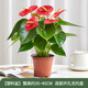 花翁紅掌盆栽植物花卉水培【特級品質(zhì)】≥4朵花-簡(jiǎn)易盆源頭直發(fā)