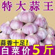 【百萬斤急賣】山東大蒜種新干蒜紫皮大蒜頭種籽蒜大蒜頭蔬菜苗 金鄉(xiāng)本地優(yōu)質大蒜 5斤 超值 大果