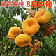 語安桃樹果苗嫁接桃樹苗水蜜桃樹苗黃桃樹苗當年結(jié)果南方北方種植樹苗 黃金蟠桃4年苗