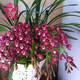 蘭花苗大花蕙蘭墨蘭 虎頭蘭當(dāng)年開(kāi)花大花惠蘭春蘭苗盆栽室內(nèi)陽(yáng)臺(tái)桌面花卉 紫星蕙蘭