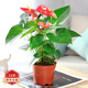 蝴蝶之舞紅掌一帆風(fēng)順盆栽植物室內(nèi)花卉好養(yǎng)土培大盆水養(yǎng)四季常青綠植 紅掌40-50厘米2-3顆 含盆