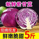 【9斤】紫甘藍(lán)新鮮包菜蔬菜卷心菜生吃沙拉生菜紫葉菜現(xiàn)摘批發(fā) 5斤現(xiàn)摘紫甘藍(lán)