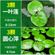瘋狂水草浮萍魚缸造景水草植物直接入缸水培植物圓心萍一葉蓮源頭直發(fā)包郵