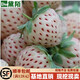 黛陌 地栽草莓苗 陽(yáng)臺盆栽草莓苗  當年結果果樹(shù)苗 白牛奶 10棵苗