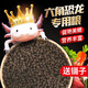 奈寵六角恐龍魚(yú)飼料專(zhuān)用下沉底棲魚(yú)食蠑螈清道夫七星魚(yú)通吃魚(yú)糧 促體美腮3.0mm大粒下沉200g小瓶+喂食鑷