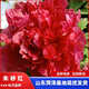 牡丹花苗盆栽正宗菏澤帶花苞牡丹花種大苗纏枝重瓣花卉牡丹花樹(shù)苗 2朱砂紅【菏澤發(fā) 帶芽 包活 】