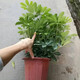 御春閣 鵝掌柴 鴨掌木 鴨腳木室內(nèi)客廳大型植物盆景花卉盆栽苗 原盆原土 50-60cm高度