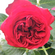 清韻伊人 月季花苗爬藤薔薇月季花樹(shù)陽(yáng)臺盆栽花卉庭院爬墻植物四季開(kāi)花 紅龍 中苗90-100厘米高