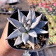 原始魔爪雜暗紋系多肉雪爪植物辦公室內(nèi)書桌面綠植盆栽粉爪 魔爪4厘米