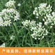 家庭農(nóng)場(chǎng)山東新鮮韭菜花農(nóng)家自種韭菜花蔬菜現(xiàn)摘現(xiàn)發(fā) 4斤 順豐