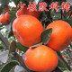 少核默科特苗 橘橙樹(shù)苗嫁接柑桔苗 W默科特柑橘 桔子樹(shù)苗當年結果 3年苗 40cm(含)-50cm(不含)
