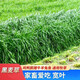 綠中城四季牧草種子黑麥草種籽玉米草甜高粱紫苜蓿豬牛羊兔魚草種籽 多年生黑麥草一斤 一斤