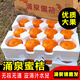 正宗臨海涌泉蜜桔浙江臺州黃巖早熟無(wú)核柑橘子當季新鮮水果10斤 【高山8A】五斤裝（帶箱）