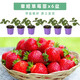 壽禾草莓苗帶土發(fā)貨大苗壽禾苗場(chǎng)四季帶盆栽好秋冬季批發(fā)奶油秧苗 章姬草莓苗6盆+6包肥料