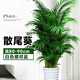 中夢(mèng)散尾葵植物盆栽客廳大型綠植室內辦公室鳳尾竹盆景天堂鳥(niǎo)花卉 散尾葵高80-90厘米+螺紋盆