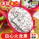 探味君 白心火龍果 單果300g起 新鮮水果生鮮 帶箱 5斤 凈重4.5斤【特大果】