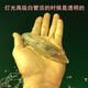 沈志雄福建東山島澳角村海鮮東山小管魷魚燈光小管高級(jí)白管筆管魚海兔子 6-14個(gè)/400g*2盒