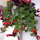 聽(tīng)雪樓口紅吊蘭綠蘿盆栽盆景植物室內長(cháng)藤吊蘭盆景花卉小盆栽綠植盆景Z 口紅吊籃一整盆