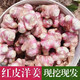緣嘉鄉(xiāng)現(xiàn)貨紅皮洋姜下單現(xiàn)挖新鮮洋姜鬼子姜菊芋姜不辣 紅果洋姜 胰島果 3斤 現(xiàn)挖現(xiàn)發(fā)