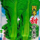 四季甜客家芥菜種子芥菜蔬菜種子夏秋大田菜園葉子菜青菜正品原裝 四季甜芥菜種 原裝精選一包約968粒