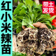山東壽光特辣紅小米辣苗秧苗帶土球簇生白玉小米辣種子朝天椒盆栽 香辣紅小米辣苗【買15棵宋15棵】 苗場直發(fā)【一級苗 抗病高產(chǎn)易種