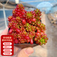 兩腿跑多肉植物帶盆小老樁多頭精品多肉紅寶石桃蛋烏木盆栽花卉帶盆栽好