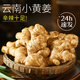 正宗云南小黃姜新鮮生沙姜羅平本地現(xiàn)挖月子姜批發(fā) 高品質(zhì)老姜 5斤 【宜榨汁泡姜等】