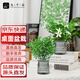 九千谷清香木九里香綠植盆栽花卉驅蚊防蟲(chóng)花草水培土養植物源頭直發(fā)