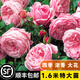 坤卉薔薇花苗爬藤耐寒藤本月季特大爬墻花卉陽(yáng)臺盆栽庭院植物四季開(kāi)花 自由精神（當年開(kāi)花爆滿(mǎn)） 1.6米左右爬藤特大苗