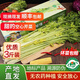 馬家溝平度馬家溝特產(chǎn)芹菜3斤青島空心正宗大葉黃玻璃脆新鮮蔬菜西現(xiàn)摘 貢品芹菜3斤禮盒裝（發(fā)順豐）