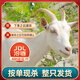 鹽灘記寧夏灘羊 羊肉新鮮全羊整只散養(yǎng)黑山羊年貨禮盒裝 清真 30斤整只白山羊（按單現(xiàn)殺）