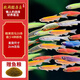 卡奇魚 斑馬魚 淡水魚 觀賞魚 小型觀賞魚 熱帶魚 蝶翼斑馬熒光好養(yǎng)易活 糖果斑馬20條1.5-2.5cm最少4種色
