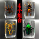 真實(shí)昆蟲標(biāo)本套裝透明樹脂創(chuàng)意幼兒園教學(xué)觀察玩具蝎子蜘蛛甲蟲 毛蜘蛛+綠色金龜+土蜂+蝎子4個裝 其他長方形尺寸  獨(dú)立