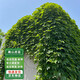 通沭爬山虎苗四季常青爬山虎樹(shù)苗觀葉綠化植物 2年苗10棵源頭直發(fā)