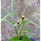 ！云南老種蘭花苗 春蘭 婁山紅 陽(yáng)臺綠植盆栽花卉 滇紅素 5苗連體 不含盆