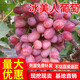 CHUANGSHIJI晚熟葡萄 金優(yōu)2號葡萄樹(shù)苗冰美人葡萄苗冬天結果的  冰葡萄果樹(shù)苗 8年苗【以上結果多】 80cm(含)-89cm(含)
