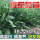 肉總管菊苣種籽大葉多年生耐寒耐旱豬牛魚雞鴨鵝愛吃的養(yǎng)殖四季牧草種子 將軍菊苣凈籽150克